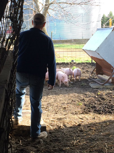 When the farmer's pigs won't drink, he gets right in there with them to show them how it's done.